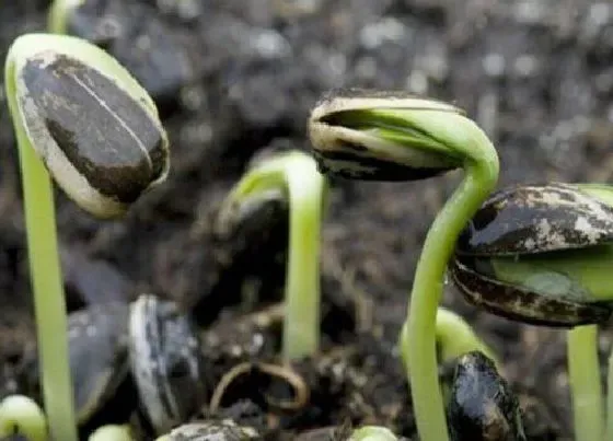 植物育苗|葵花几天出苗 播种到发芽出苗时间