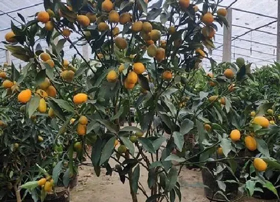 种植管理|金桔什么季节种植合适
