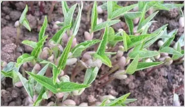 家庭绿豆种植简单方法技术 | 种植资料