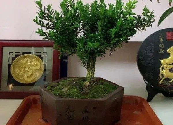 植物移栽|黄杨什么时候换盆最好 在几月份换盆好