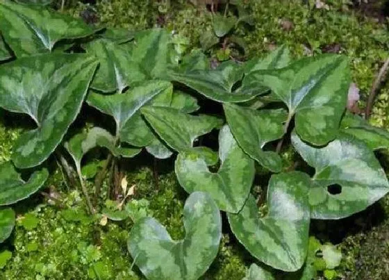 植物排行|马兜铃科植物有哪些