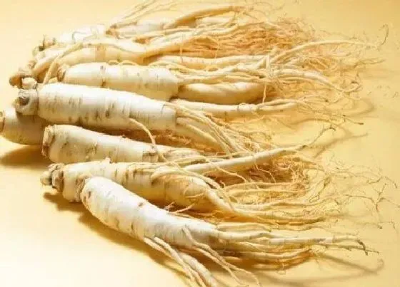 功效常识|草参的功效与作用及食用方法