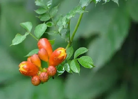 植物百科|爬山虎会开花吗 开的花长什么样