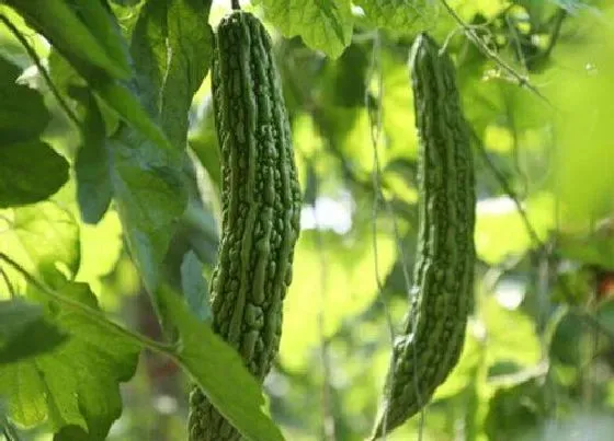 植物种类|降糖蔬菜有哪些 吃什么蔬菜降糖快又有效