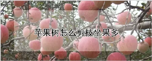 苹果树怎么剪枝坐果多 | 种植资料