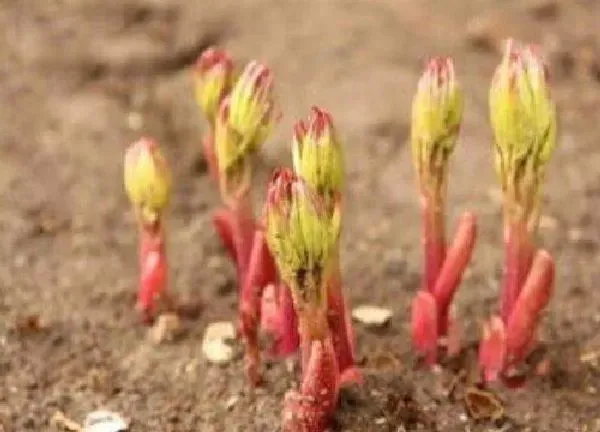 植物扦插|芍药几月份扦插最好