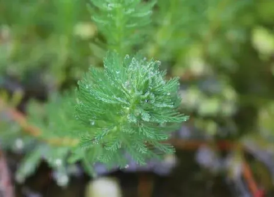 植物排行|在水里生活的植物有哪些