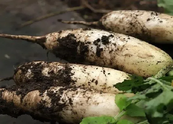 植物繁殖|萝卜怎么繁殖方法和注意事项