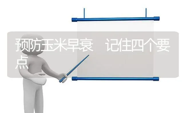 预防玉米早衰　记住四个要点 | 粮油作物种植