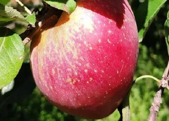 果实成熟|云南昭通苹果几月成熟上市 昭通丑苹果什么季节成熟