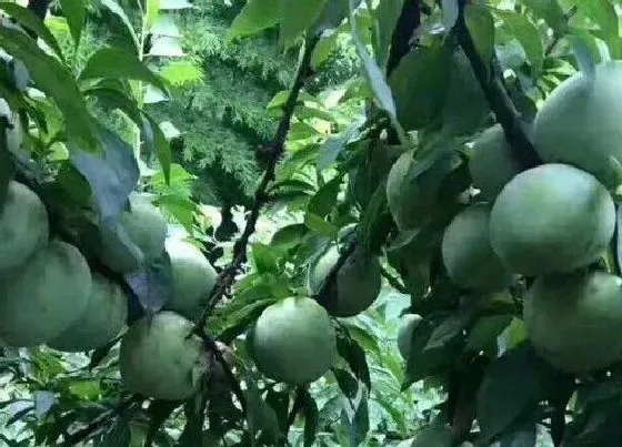 水果科普|奈果是什么水果