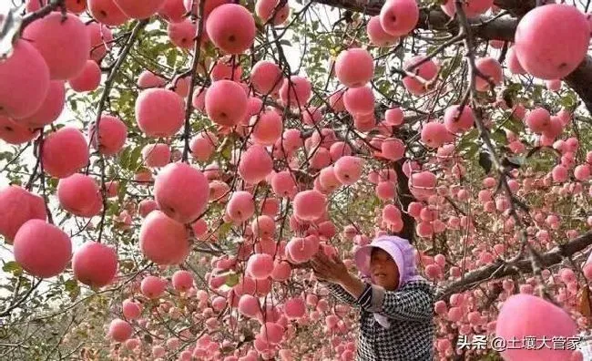 植物施肥|微生物菌肥和菌剂有什么区别，菌肥的作用是什么）