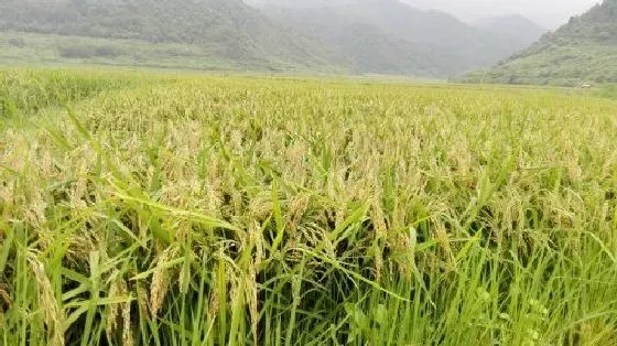 植物百科|杂交水稻什么时候问世诞生（第二代杂交水稻问世背景）