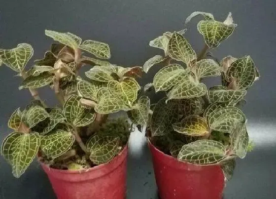 植物播种|金线莲种子怎么种植