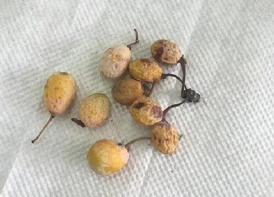 植物百科|银杏有种子吗