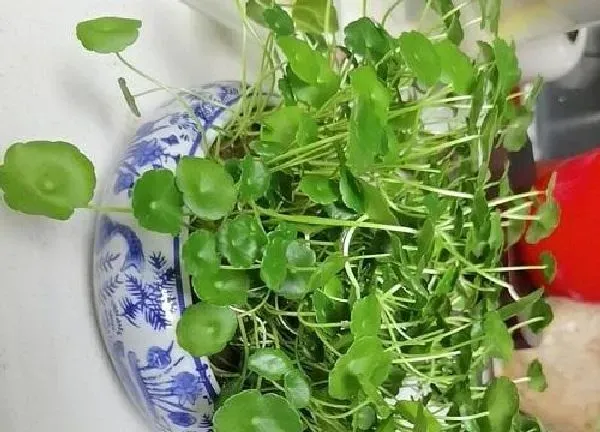 养殖科普|金钱草喜不喜欢阳光