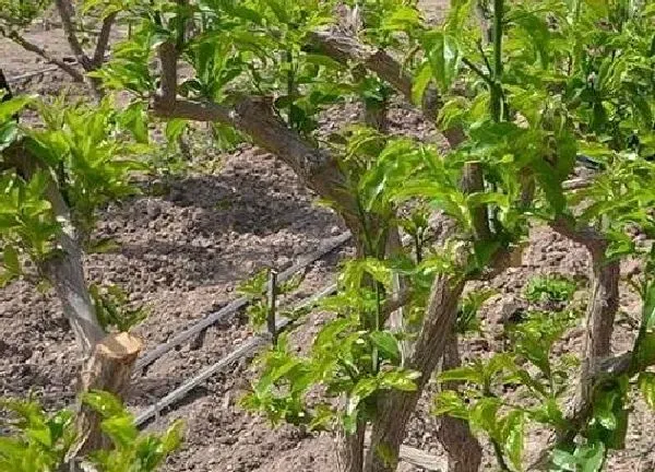 植物移栽|冬枣树什么时候移栽最好（冬枣树几月移栽成活率高）