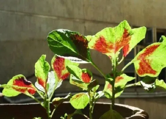 植物种类|夏天蔬菜有哪些品种 夏天常吃的时令蔬菜种类