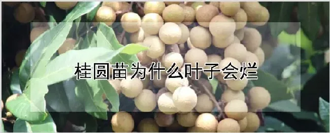 桂圆苗为什么叶子会烂 | 种植资料