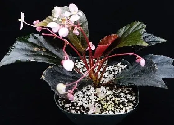 植物百科|办公室大型花卉有哪些