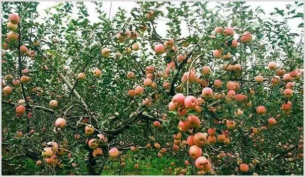 苹果套袋的好处是什么 | 种植资料