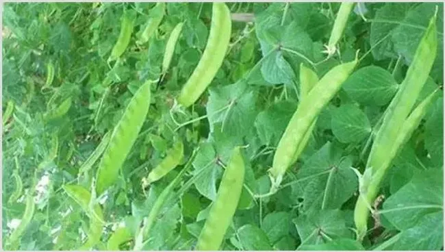 荷兰豆大棚栽培技术要点 | 养殖技术