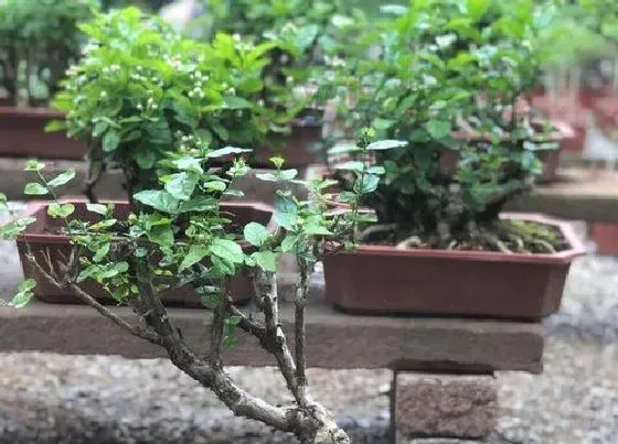 植物施肥|茉莉花浇什么肥料合适