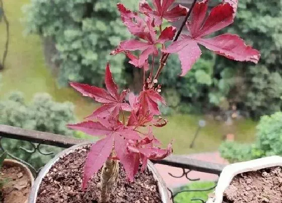 冬天植物|红枫抗冻吗