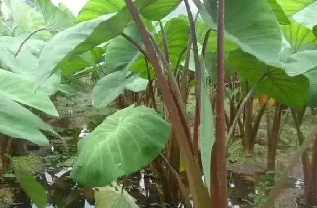 功效常识|芋荷梗的功效与作用