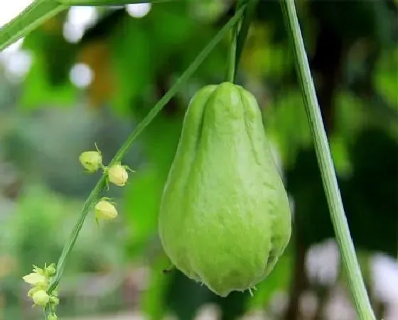 果实科普|佛手瓜几月开花结果 什么时候开花结果