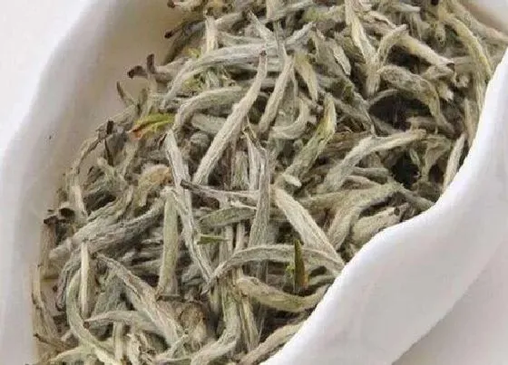 食用常识|寿眉茶属于什么茶