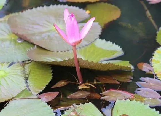 植物香味|莲花有香味吗