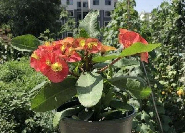 植物浇水|麒麟花多久浇一次水