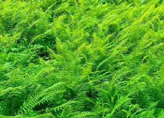 植物百科|肾蕨是什么植物