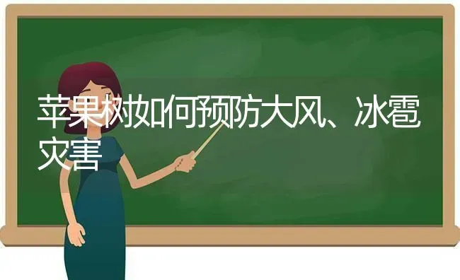 苹果树如何预防大风、冰雹灾害 | 瓜果种植