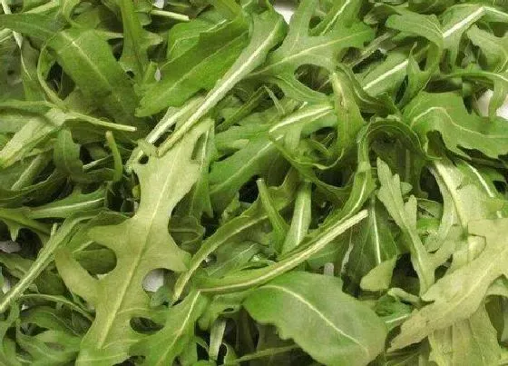 食用科普|芝麻菜可以生吃吗 一般是怎么吃最好
