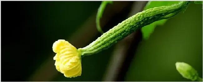 苦瓜种子可以直接种吗 | 种植资料