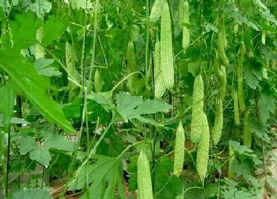 植物施肥|苦瓜施什么肥最好