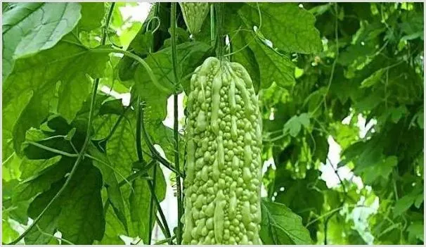 苦瓜种子可以直接种吗 | 种植资料