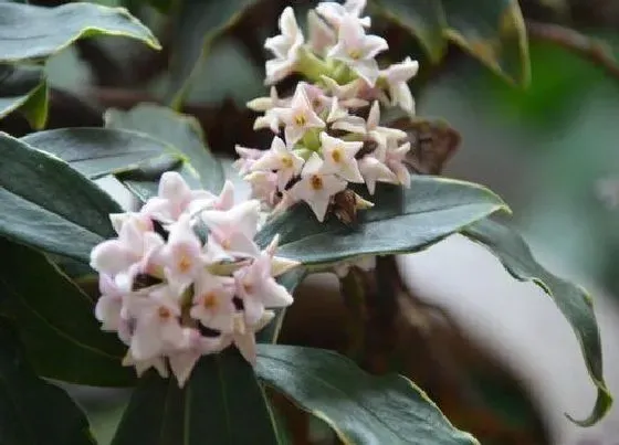 花语|什么花代表成功