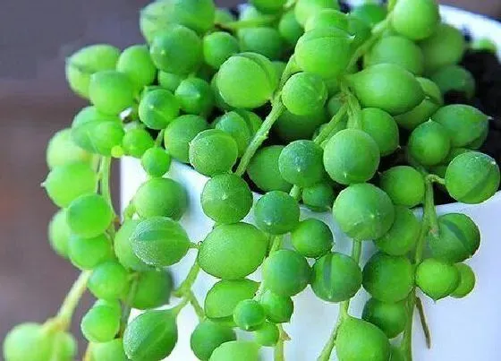 植物虫害|情人泪长虫子怎么办