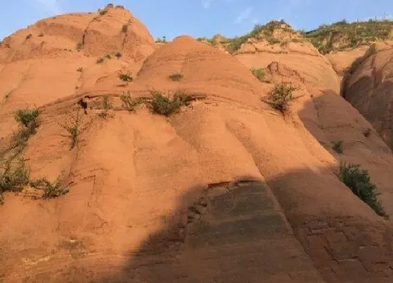 种植土壤|黄土是什么土