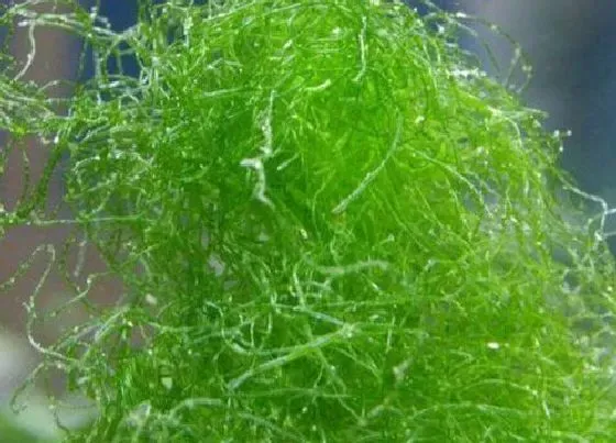 植物百科|水棉是什么植物类别