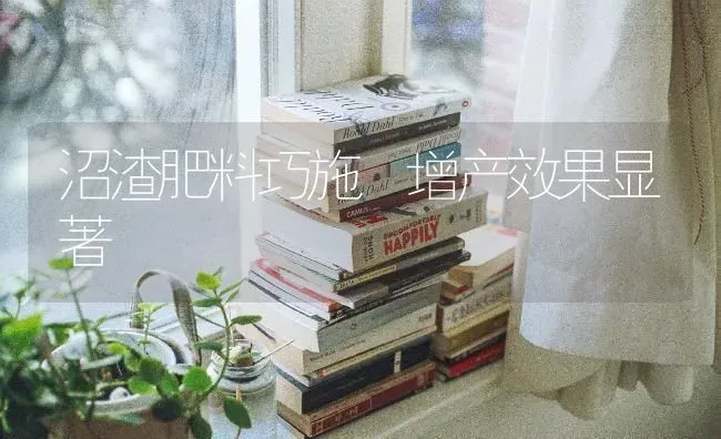 沼渣肥料巧施 增产效果显著 | 瓜果种植