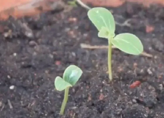 种植管理|西瓜的种子可以种吗