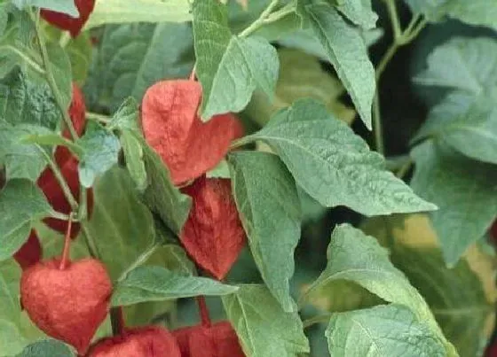 植物百科|绛珠草是什么植物类别
