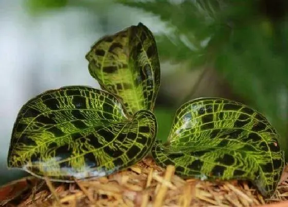 植物播种|金线莲种子怎么种植