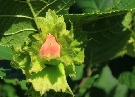 植物百科|榛子树一棵能结果吗