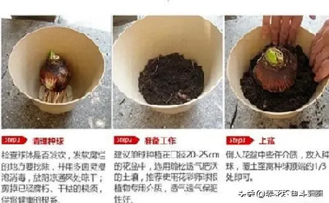 养殖方法|洋水仙用什么土种植（土养洋水仙的方法和注意事项）