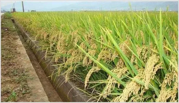 水稻恶苗病的危害症状及防治方法 | 种植技术
